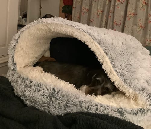 Customer photo review of Burrow Buddy™ - Pet Bed