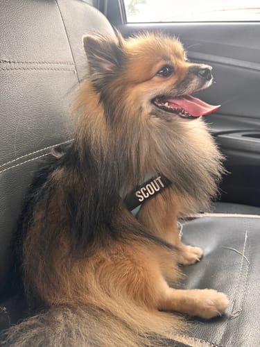 Customer photo review of Dog Harness