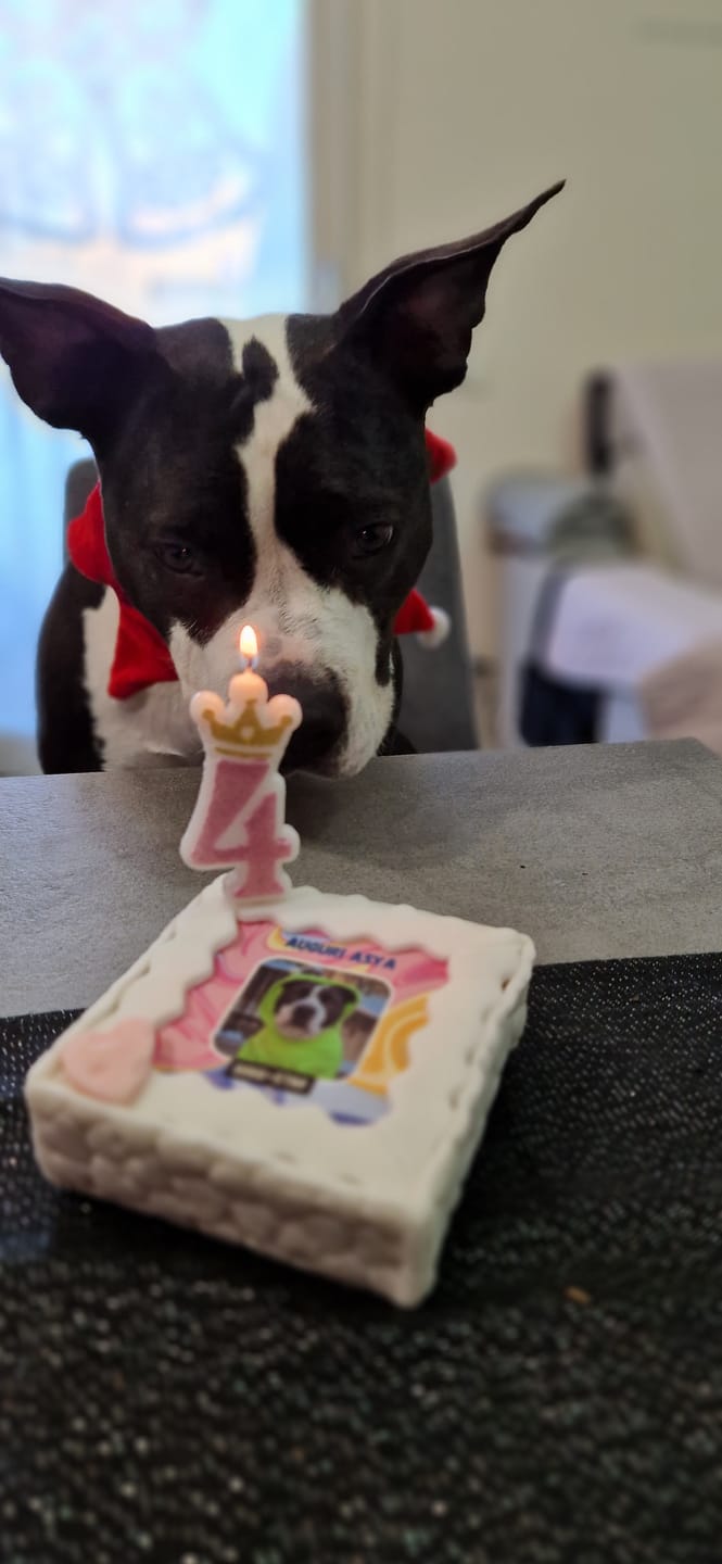 Customer photo review of Fotogenica Torta Per Cani CON FOTO e NOME