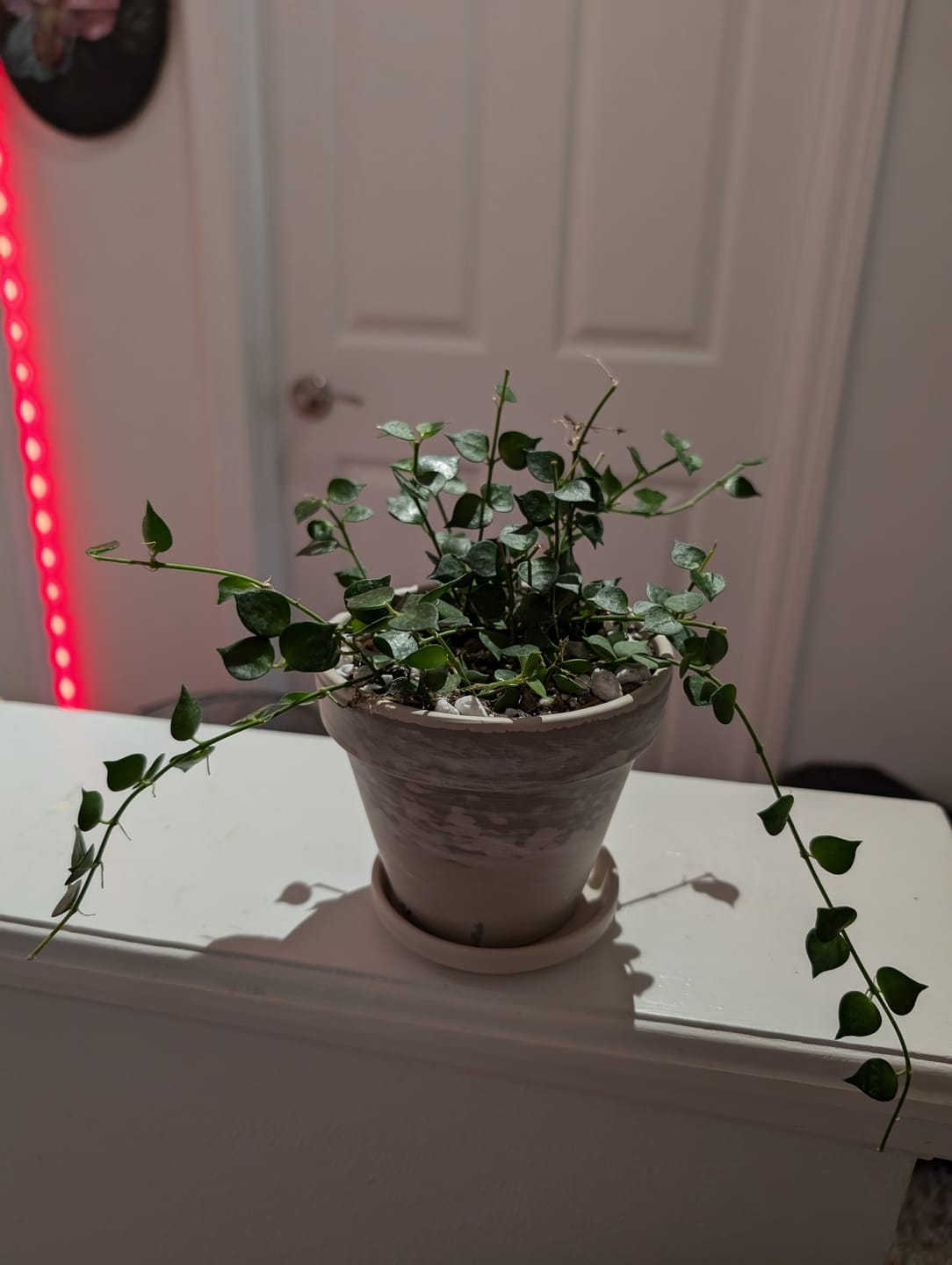 Customer photo review of Dischidia ruscifolia "Million Hearts"