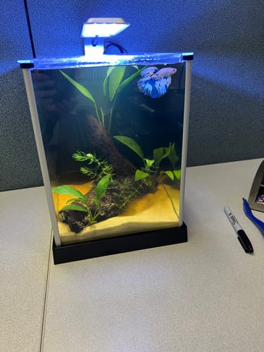 Customer photo review of Blue Marble Dot Halfmoon Male Betta Fish | Grower Pick