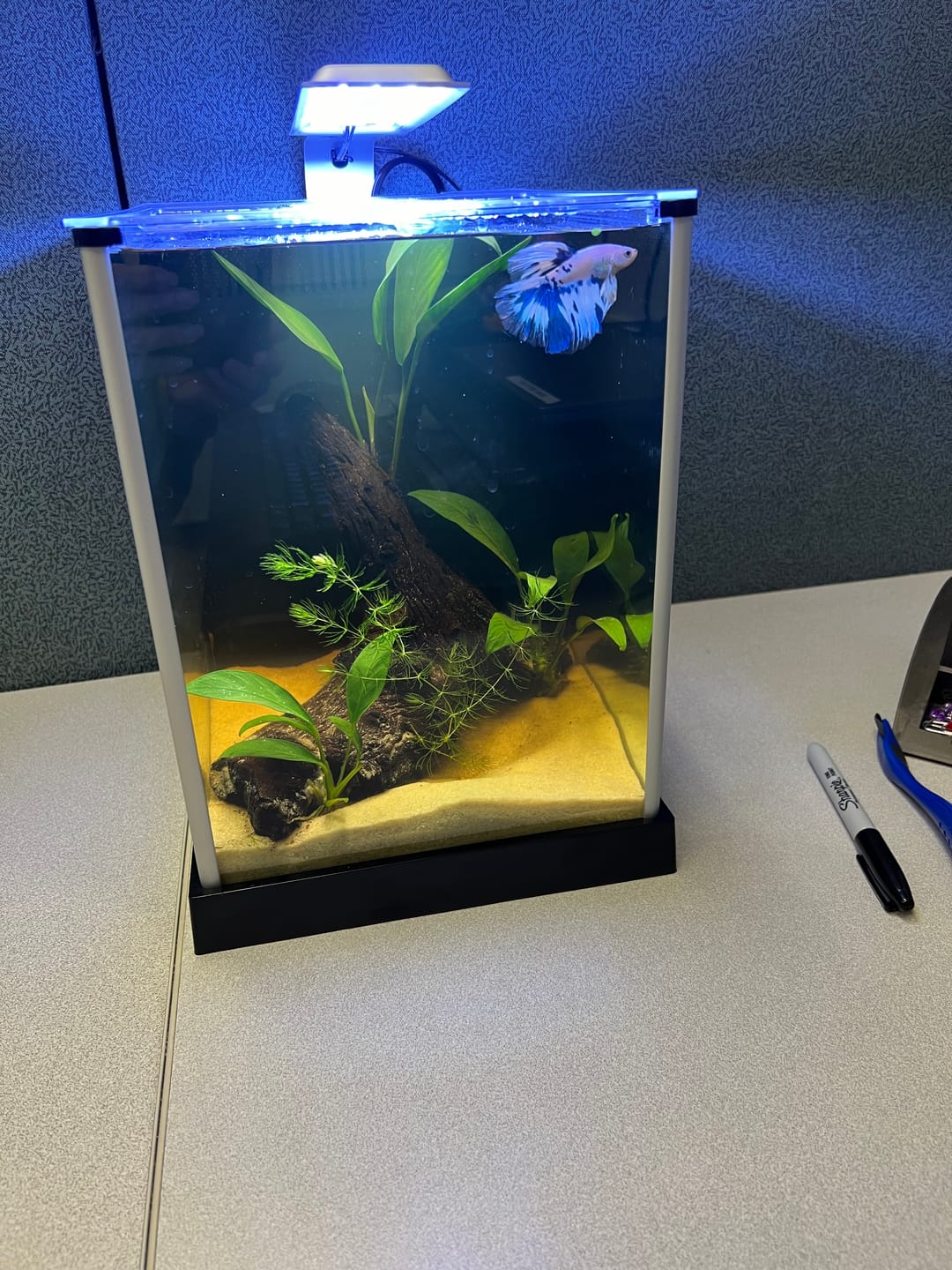 Customer photo review of Blue Marble Dot Halfmoon Male Betta Fish | Grower Pick