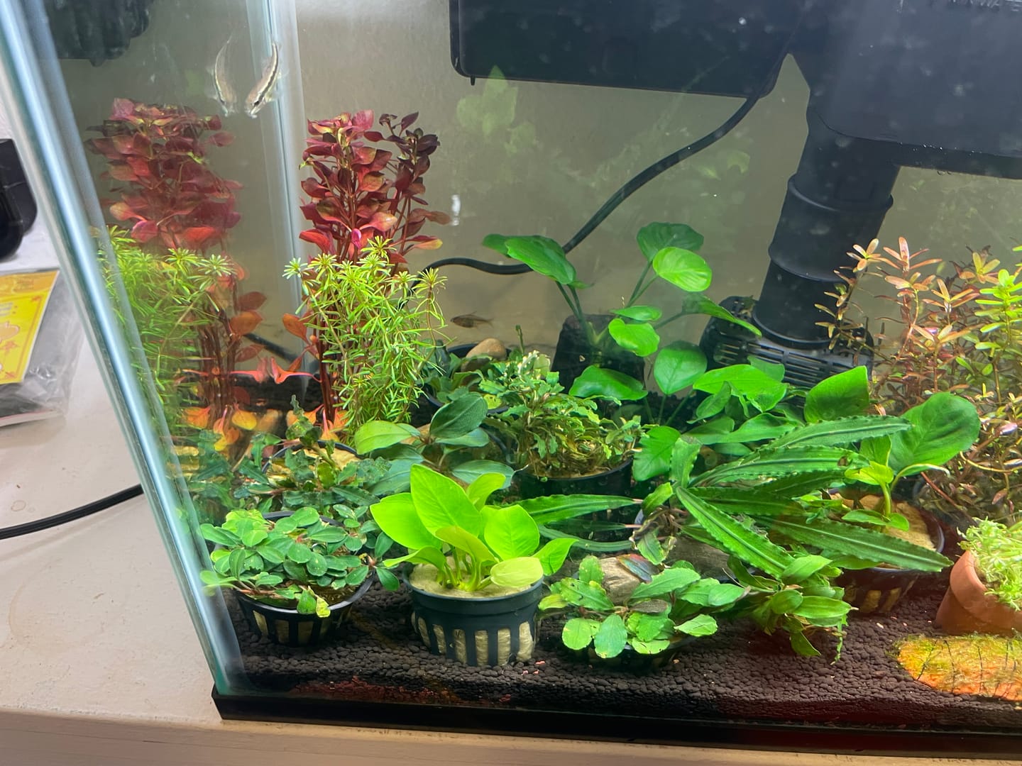 Customer photo review of Chihiros WRGB II Slim LED Light