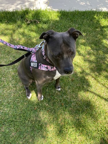 Customer photo review of Walk Essentials