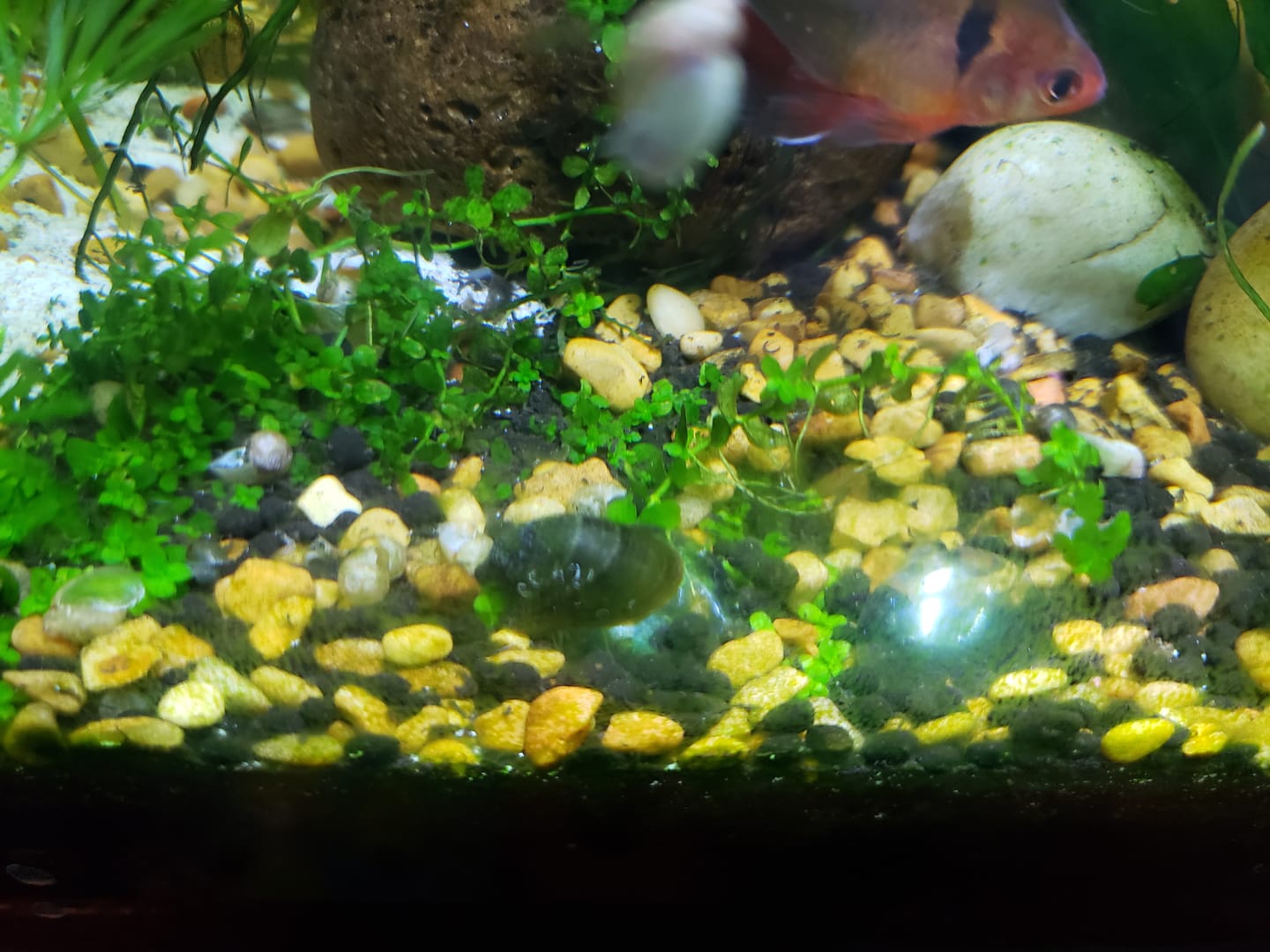 Customer photo review of Batman Nerite Snail