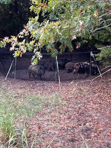 Customer photo review of Pig Brig Trap System