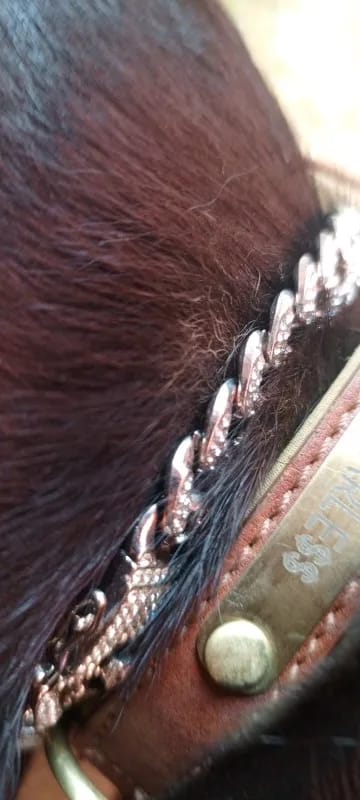 Customer photo review of Soft Padded Custom Leather Dog Collar and Leash Set with Free Engraved Nameplate for Small, Medium, and Large Dogs