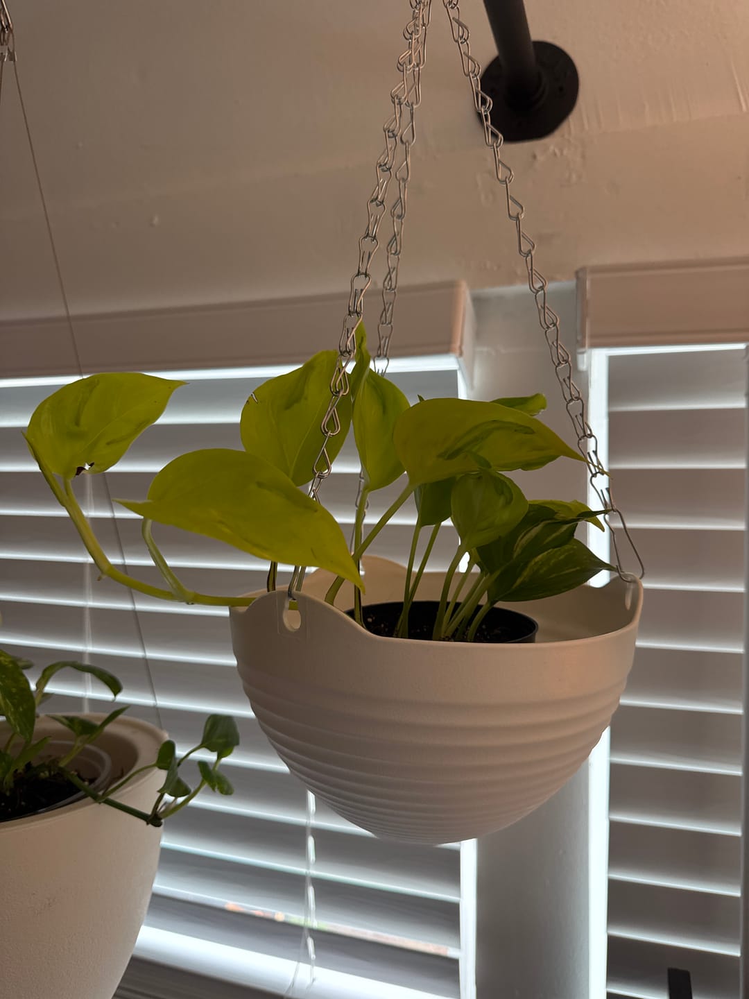 Customer photo review of Pothos Epipremnum aureum 'Champs-Élysées'