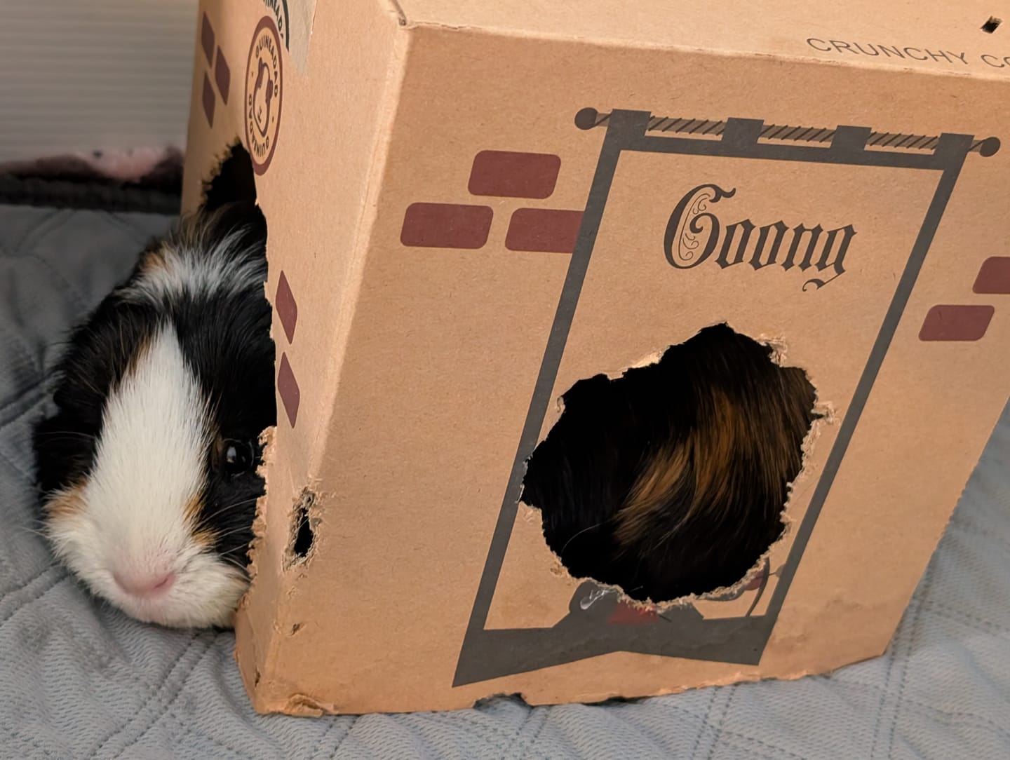 Customer photo review of Crunchy Condo (3 Pack)