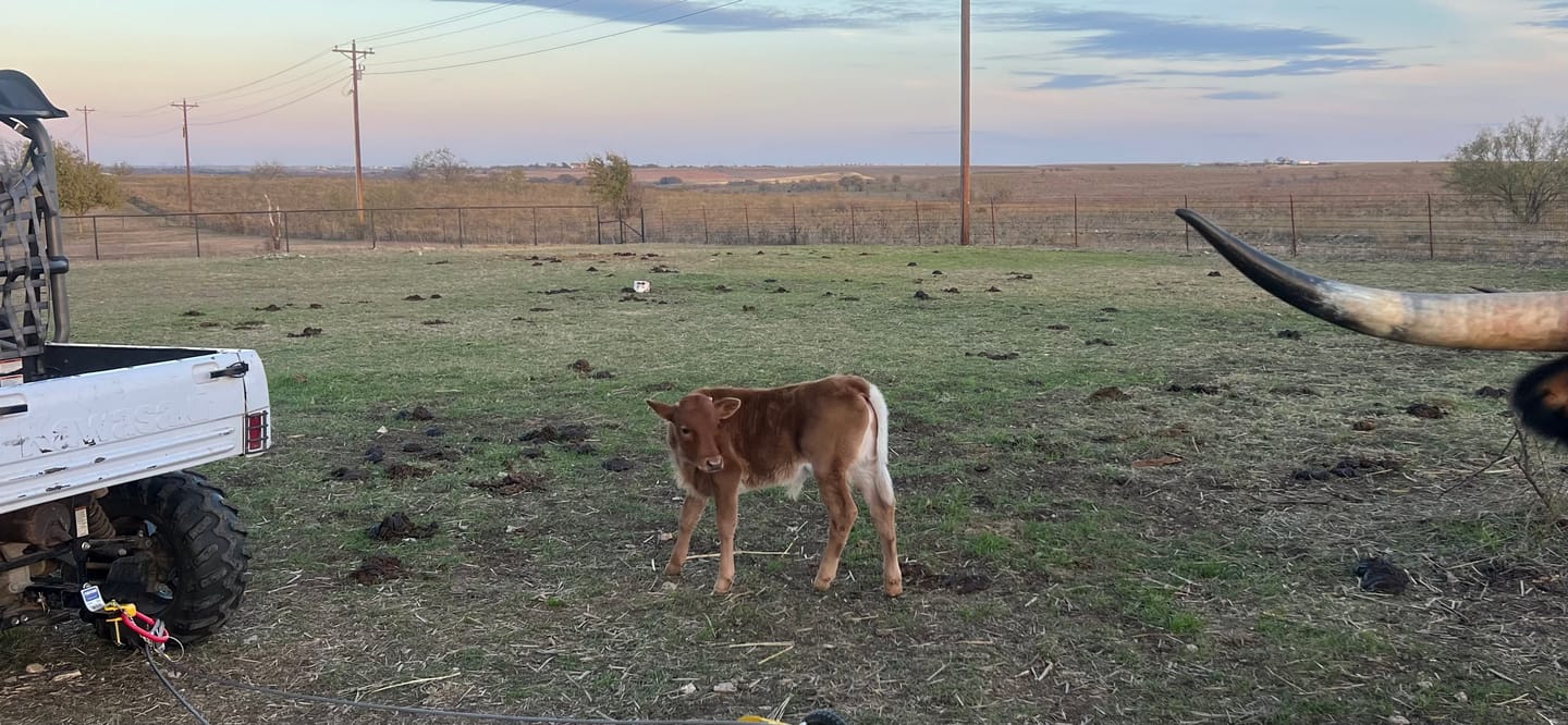 Customer photo review of Scoop'N'Tow Manure Scooper / Paddock Field Cleaner + Trailer
