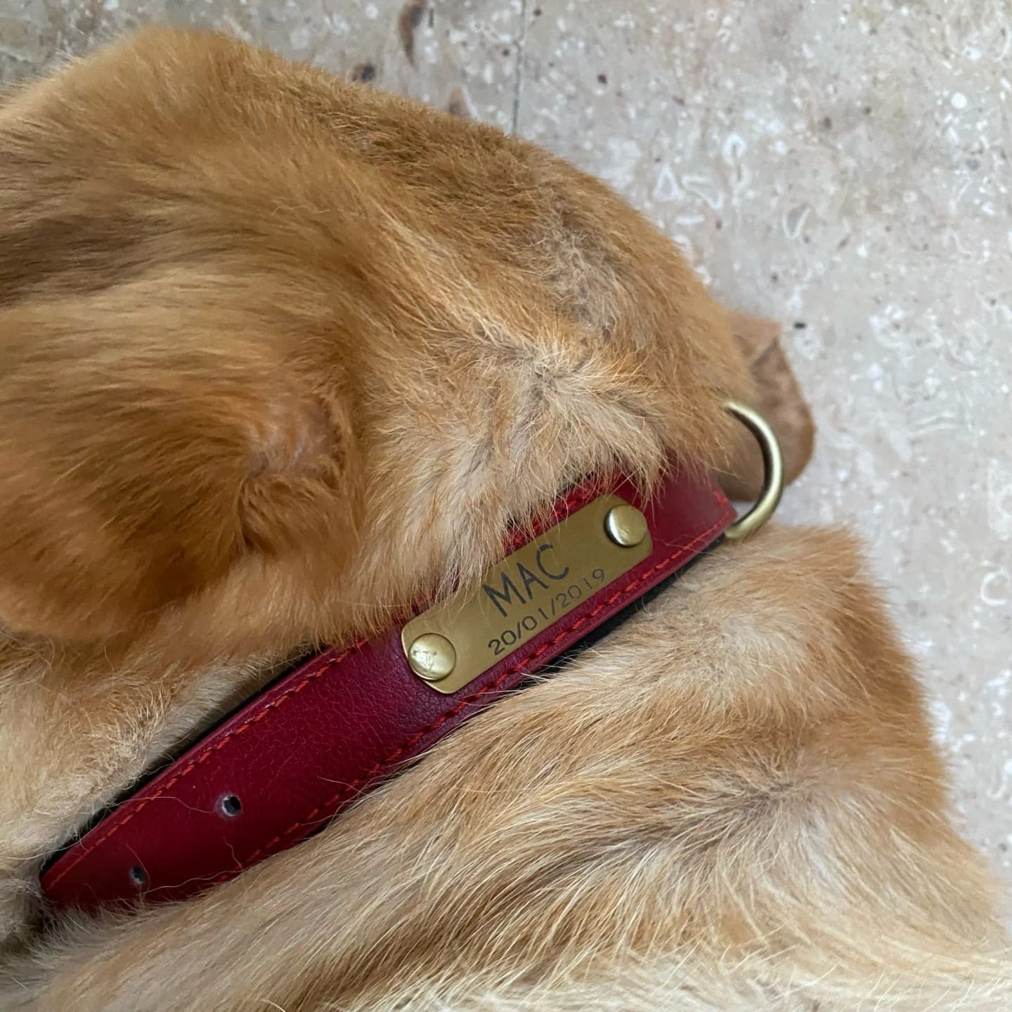 Customer photo review of Soft Padded Custom Leather Dog Collar and Leash Set with Free Engraved Nameplate for Small, Medium, and Large Dogs