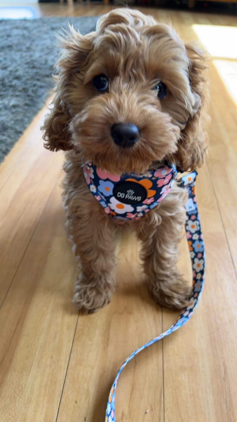 Customer photo review of Blue Spring Floral Bundle