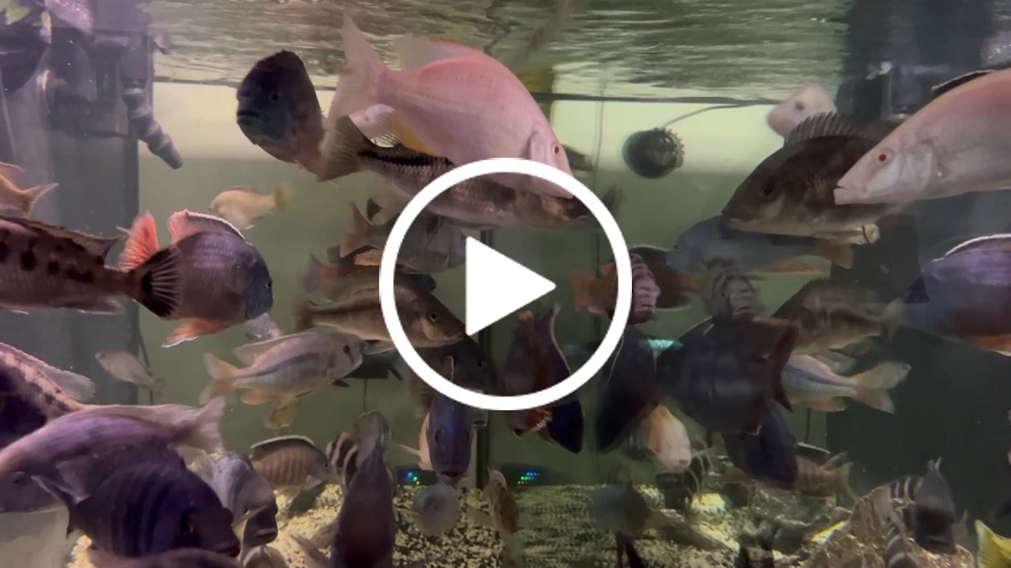 Customer video review of FritzZyme 7 Freshwater Live Bacteria