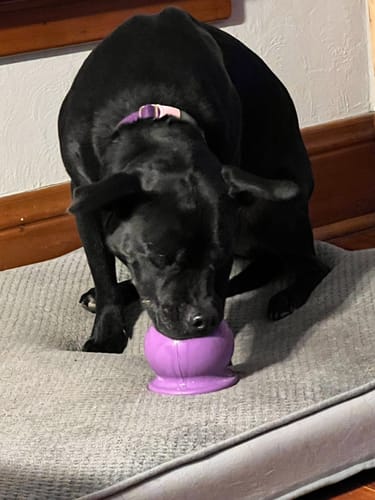 Customer photo review of Freezball - Durable Fillable Dog Chew Bone