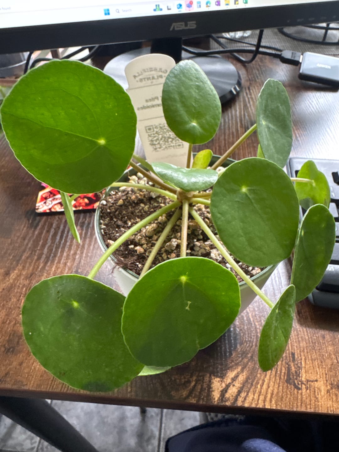 Customer photo review of Pilea peperomioides