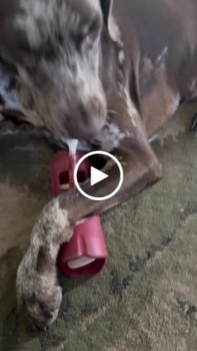 Customer video review of 6 Inch Standard Bully Stick