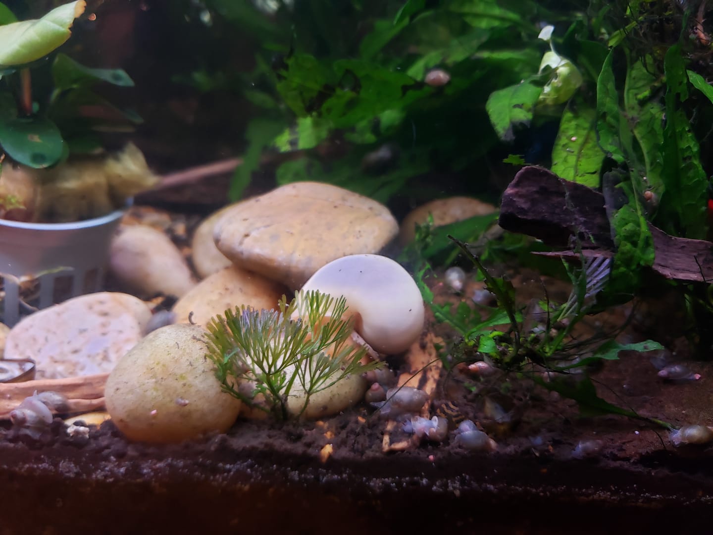 Customer photo review of Ivory Mystery Snail