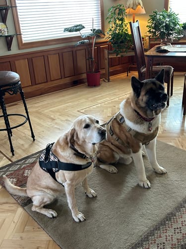 Customer photo review of Classic Heavy-Duty Tactical No-Pull Team K9™ Dog Harness With Front & Back D-Rings, Quick-Release Metal-Buckles, Hook & Loop Panels, & Top Handle
