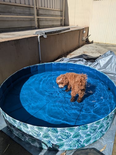 Customer photo review of PaWz 100cm Portable Dog Swimming Pool and Bath Tub