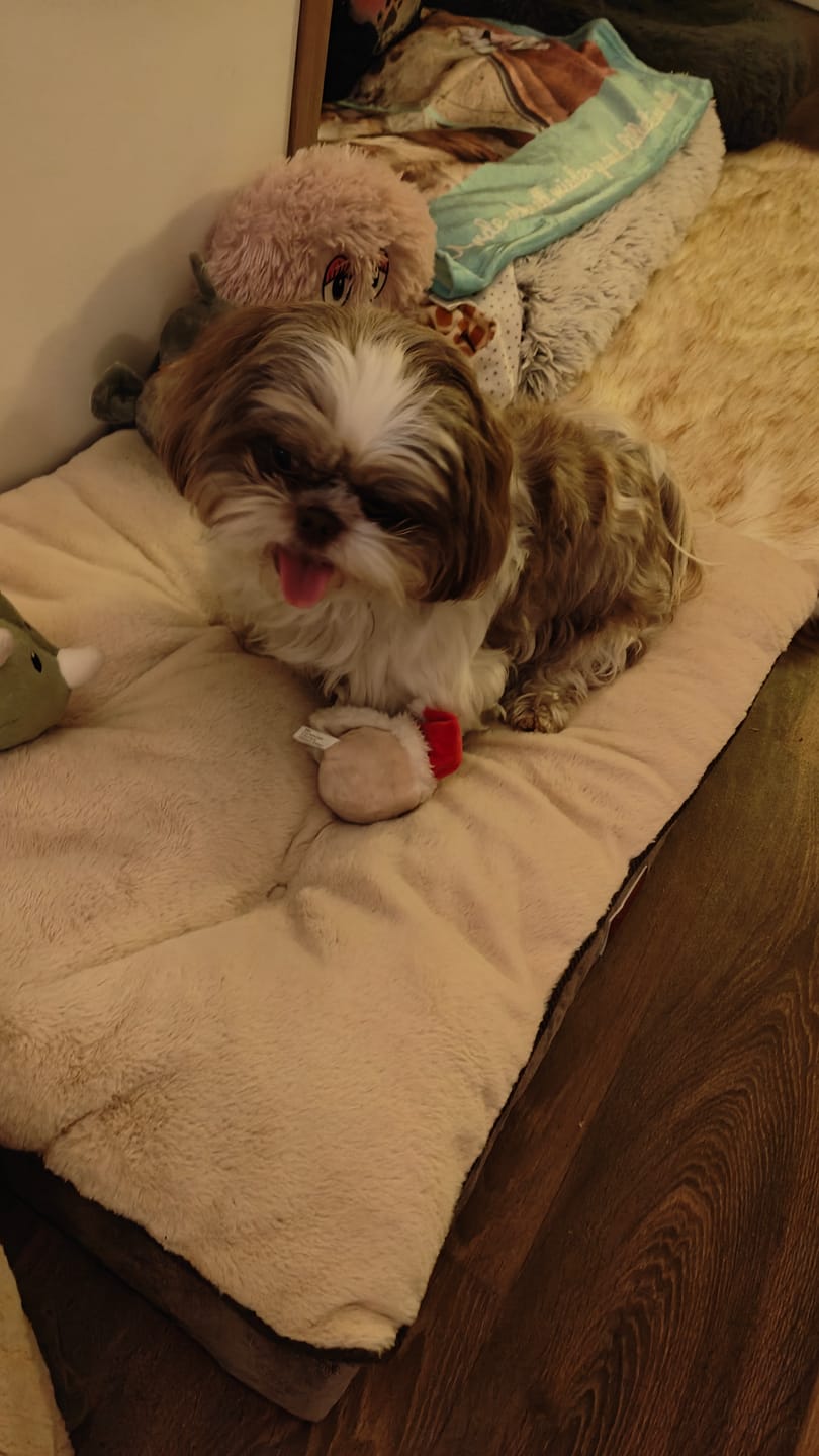 Customer photo review of Orthopädisches Hundekissen "Easy"