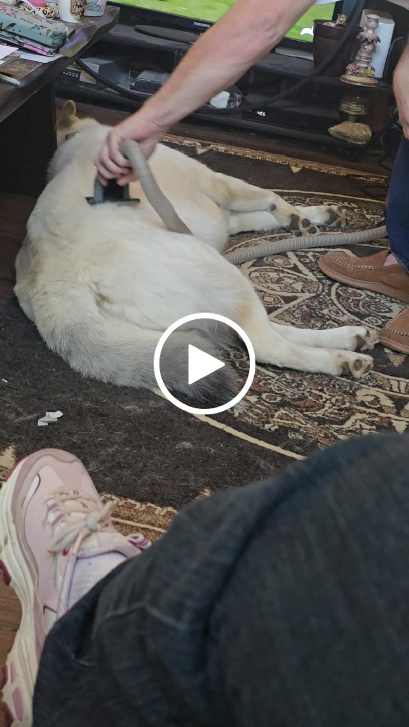 Customer video review of furMe™️ Grooming Vacuum Filters & Blade Replacement Pack