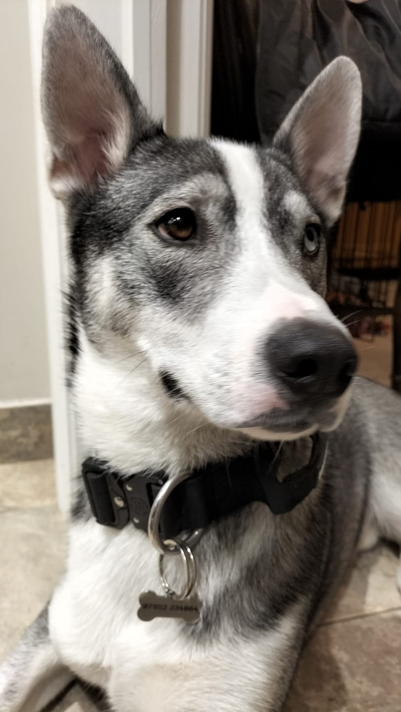 Customer photo review of 4cm Combat® Collar | Handle & Rated Clip - Black