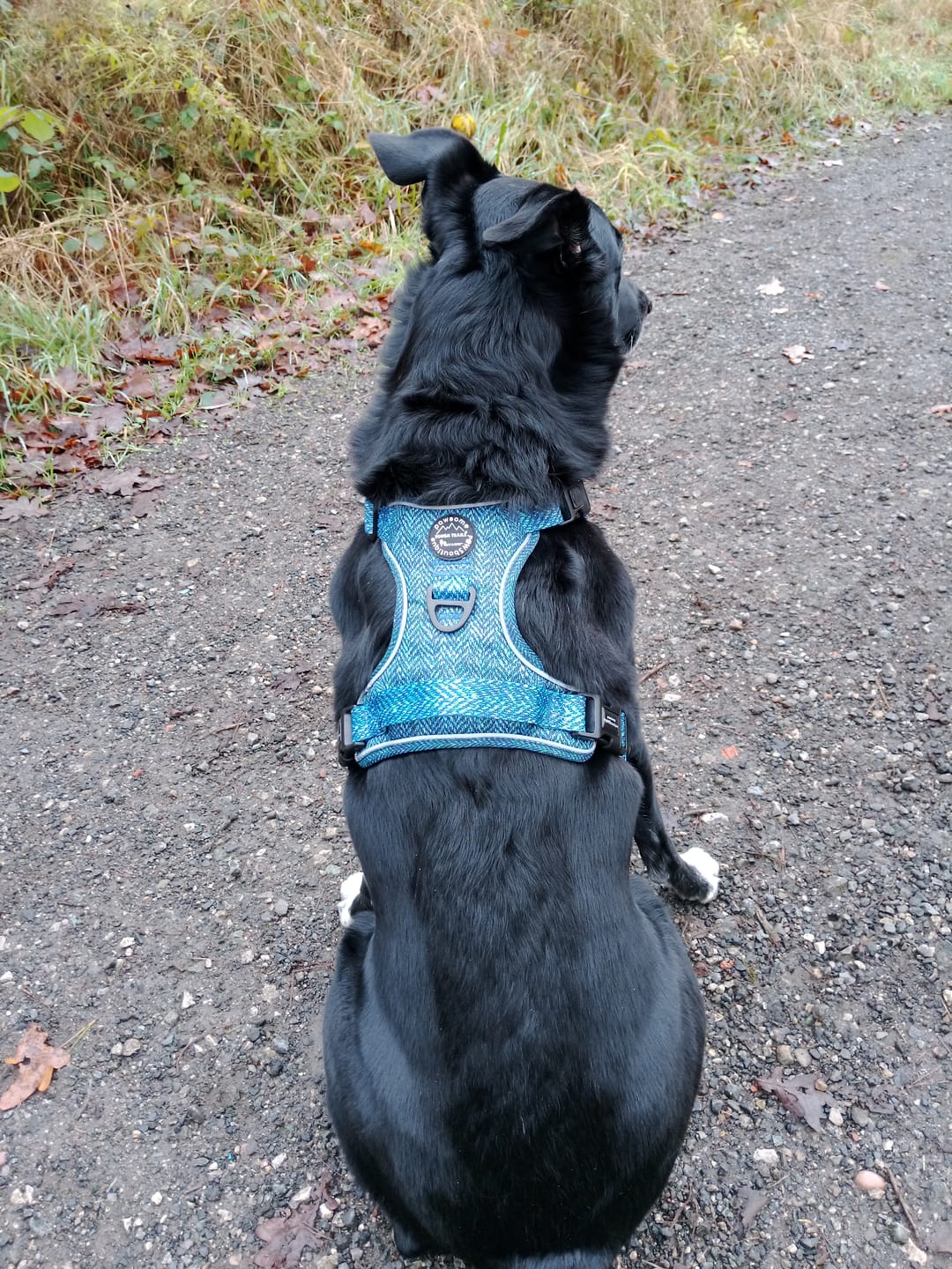 Customer photo review of Tough Trails™ Harness - Country Teal