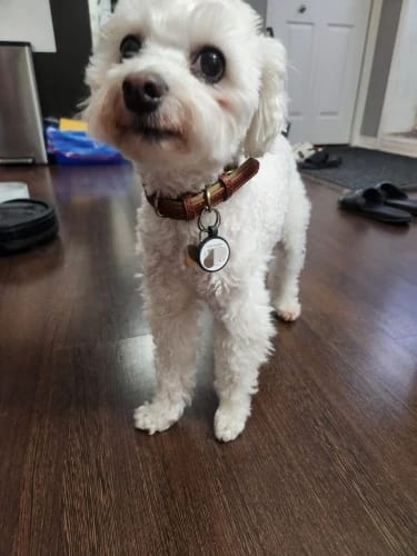 Customer photo review of Soft Padded Custom Leather Dog Collar and Leash Set with Free Engraved Nameplate for Small, Medium, and Large Dogs