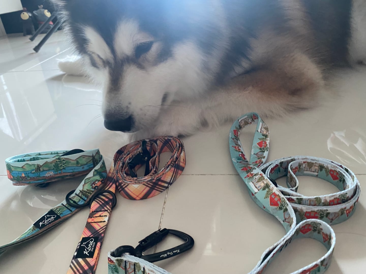 Customer photo review of Snow Day Martingale Collar