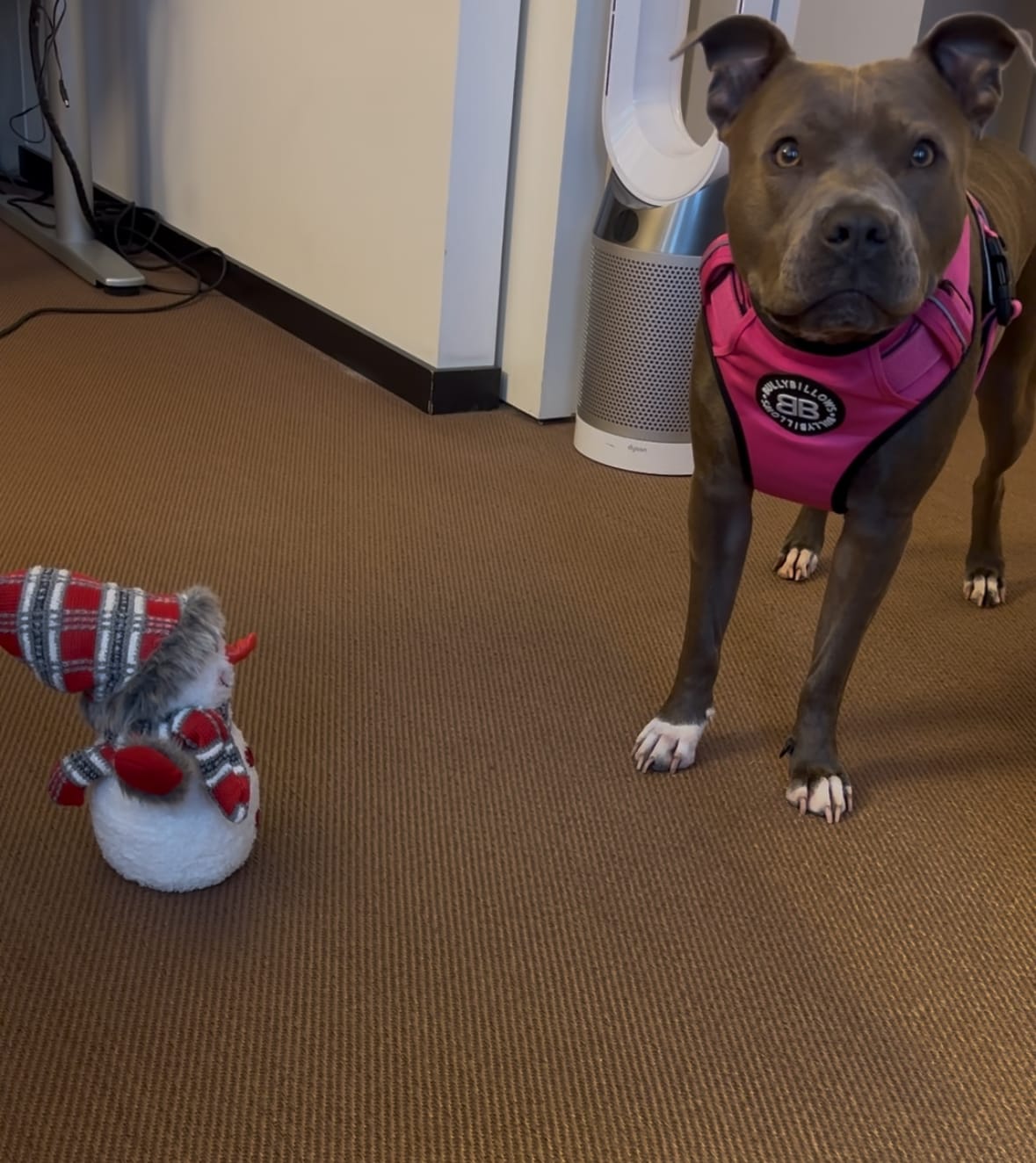 Customer photo review of Comfort Premium Harness | Non Restrictive - Magenta