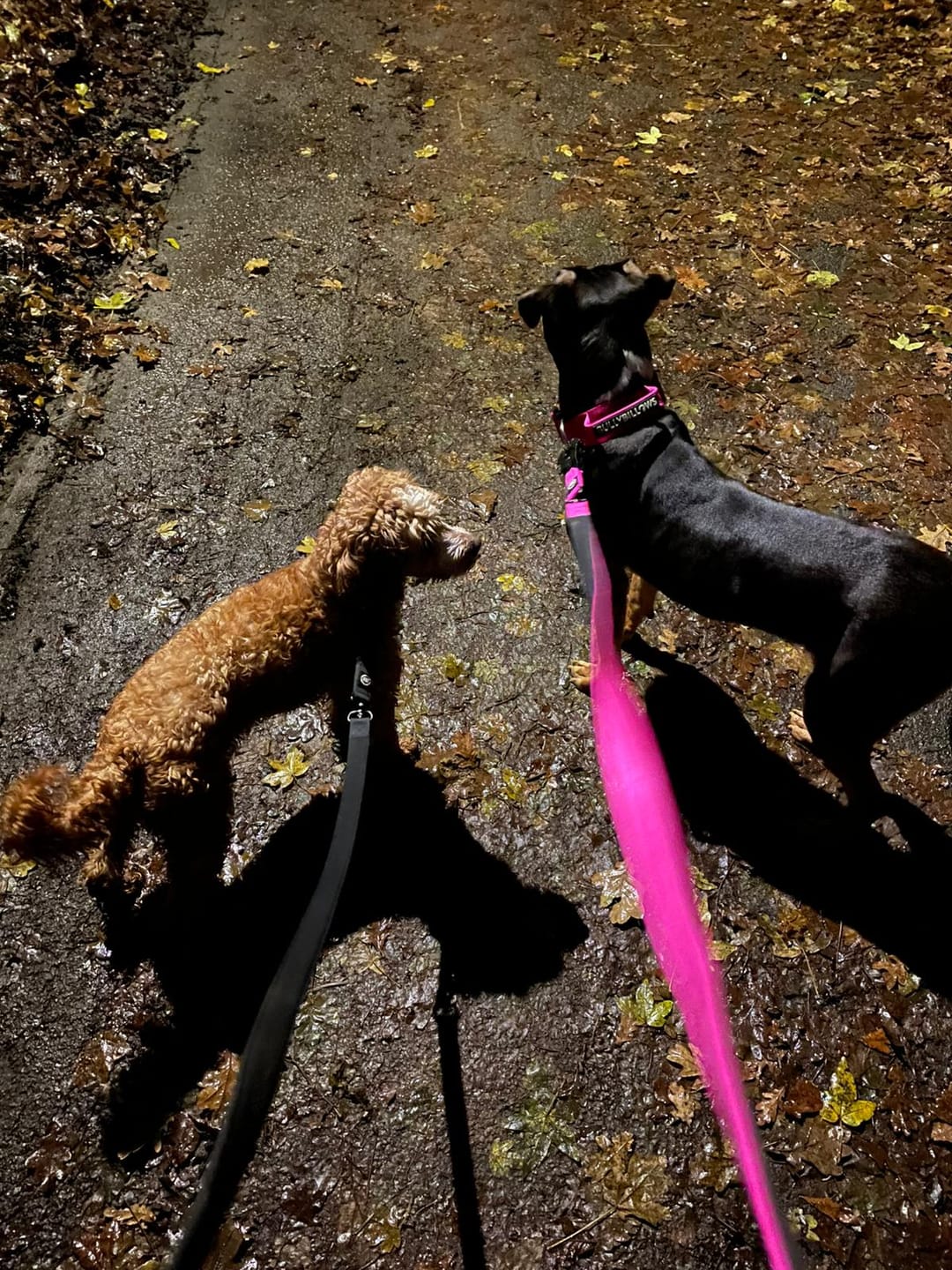 Customer photo review of 1.4m Swivel Combat Lead | Anti-Tangle & Secure Clip - Magenta