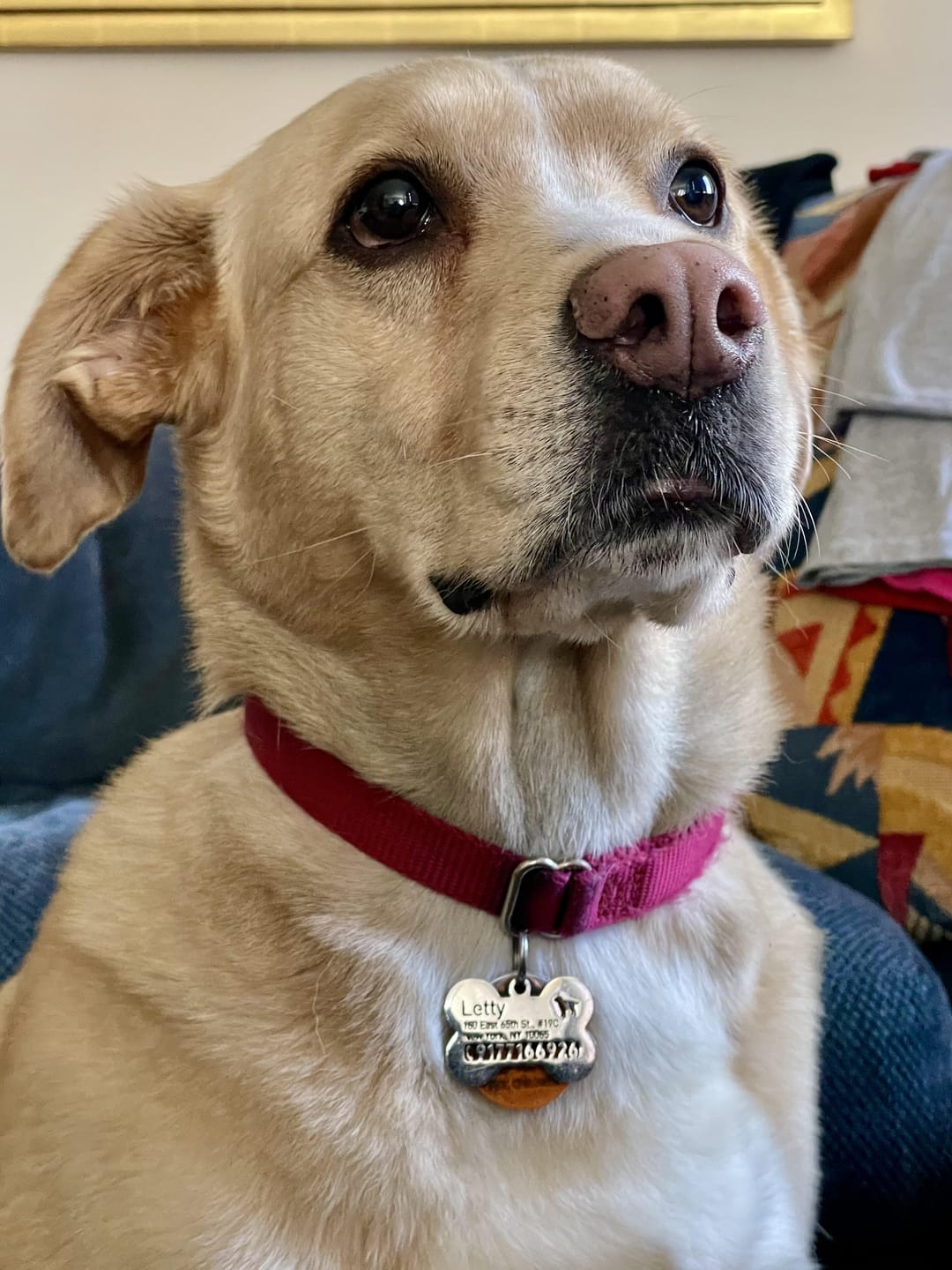 Customer photo review of Hollow-carved Dog ID Tags