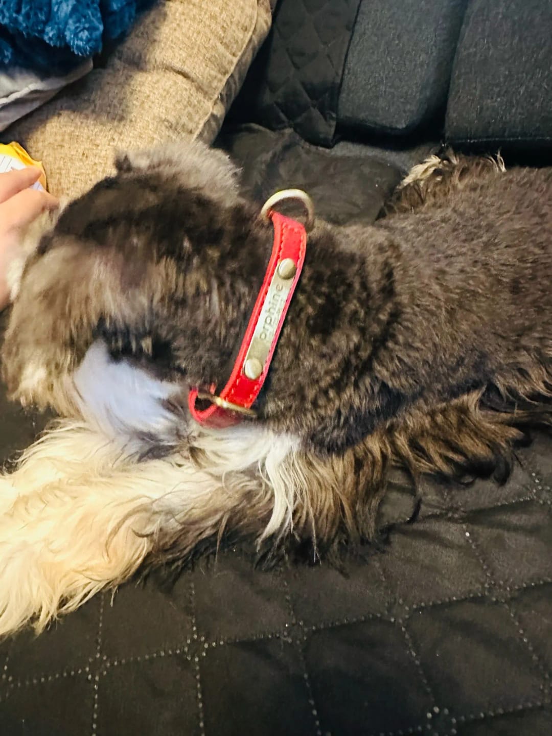 Customer photo review of Soft Padded Custom Leather Dog Collar and Leash Set with Free Engraved Nameplate for Small, Medium, and Large Dogs