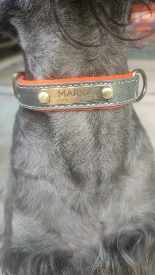 Customer photo review of Soft Padded Custom Leather Dog Collar and Leash Set with Free Engraved Nameplate for Small, Medium, and Large Dogs