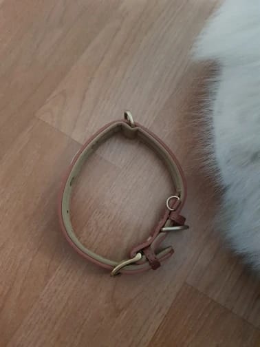 Customer photo review of Soft Padded Custom Leather Dog Collar and Leash Set with Free Engraved Nameplate for Small, Medium, and Large Dogs