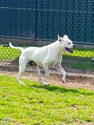 Customer photo review of New Hemp Seed Oil for Large Dogs (500ml)