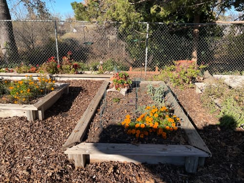 Customer photo review of 15" Short Birdies Large Modular Raised Garden Bed