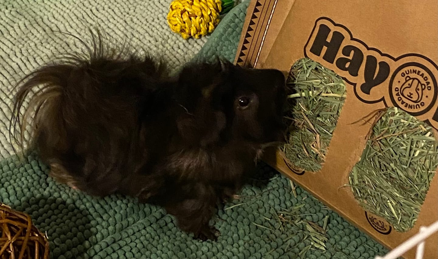 Customer photo review of Orchard Hay Bar for Guinea Pigs (5 Pack)