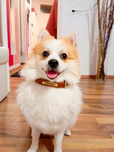 Customer photo review of Soft Padded Custom Leather Dog Collar and Leash Set with Free Engraved Nameplate for Small, Medium, and Large Dogs
