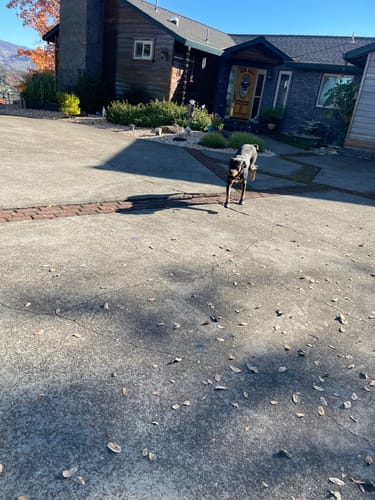 Customer photo review of Leather Dog Booties - Doccasins - 1 pair