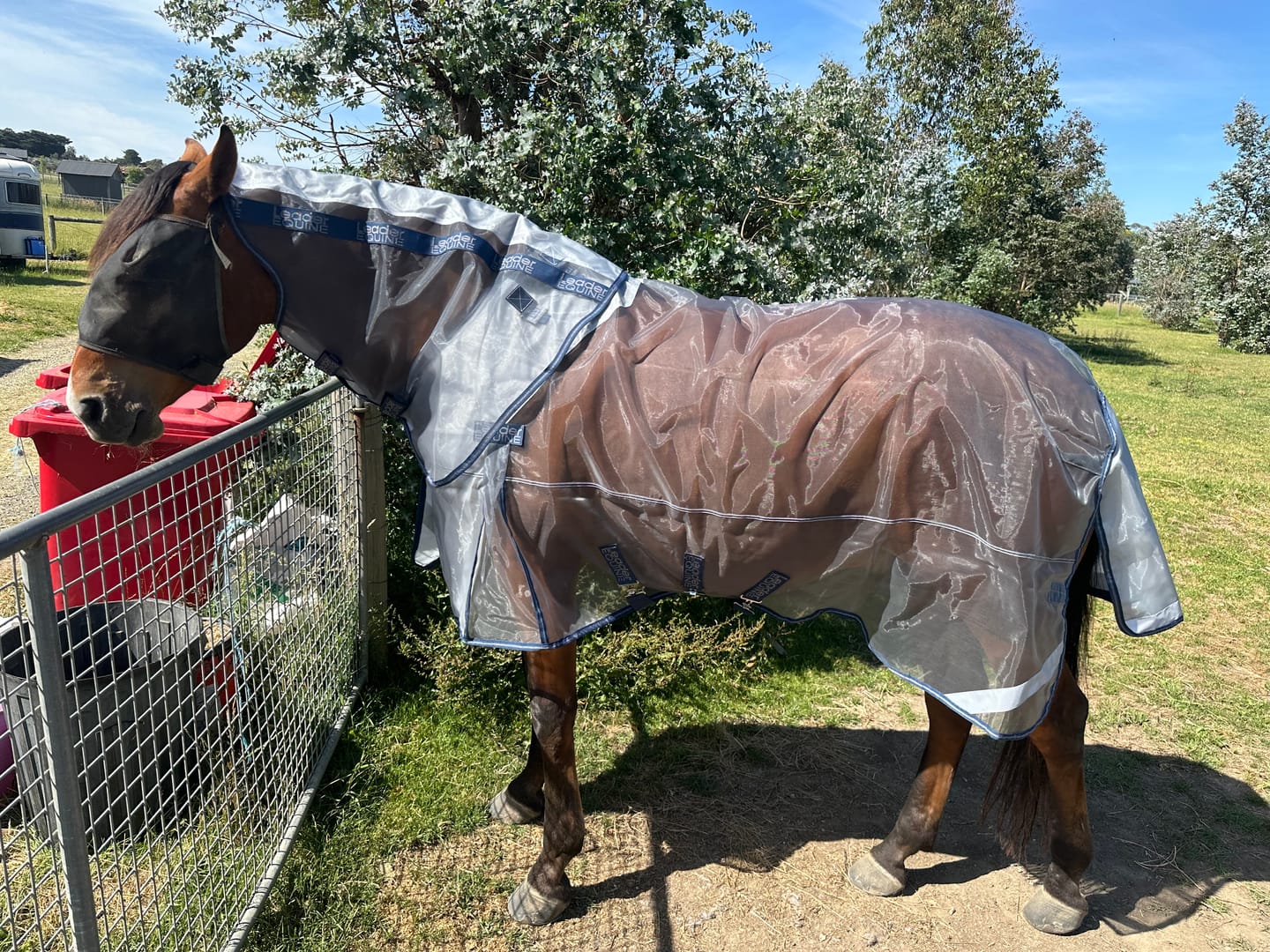Customer photo review of LE Defender Anti-Insect Fly Rug
