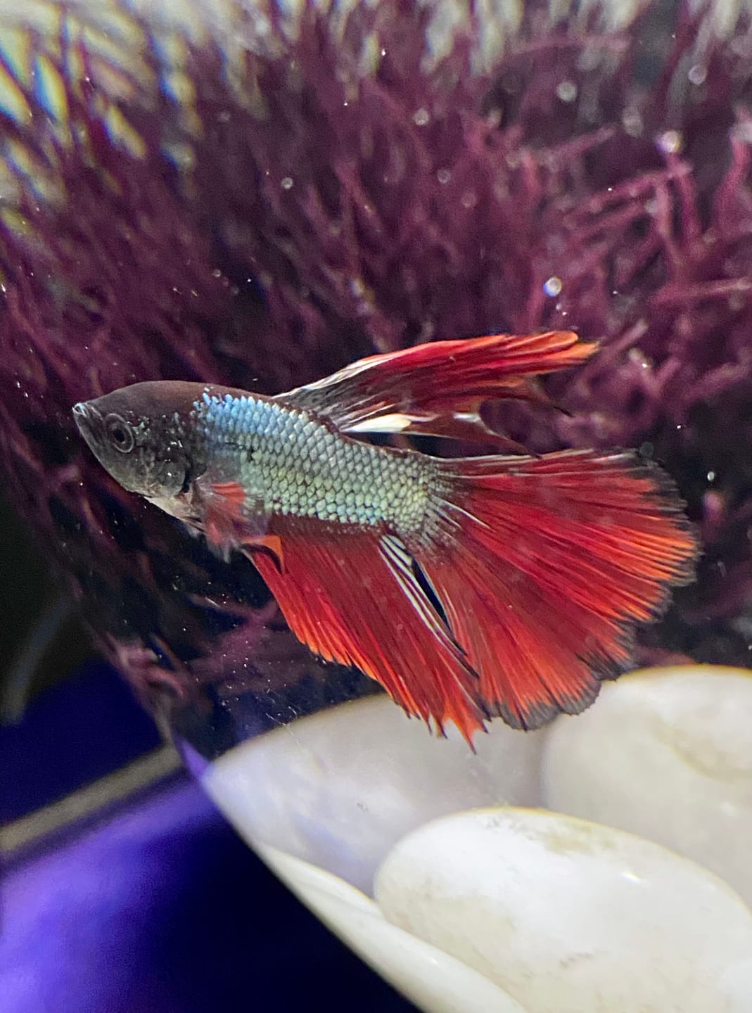 Customer photo review of Red Copper Halfmoon Male Betta Fish