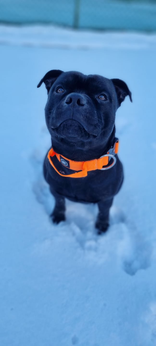 Customer photo review of 4cm Combat® Collar | Handle & Rated Clip - Orange