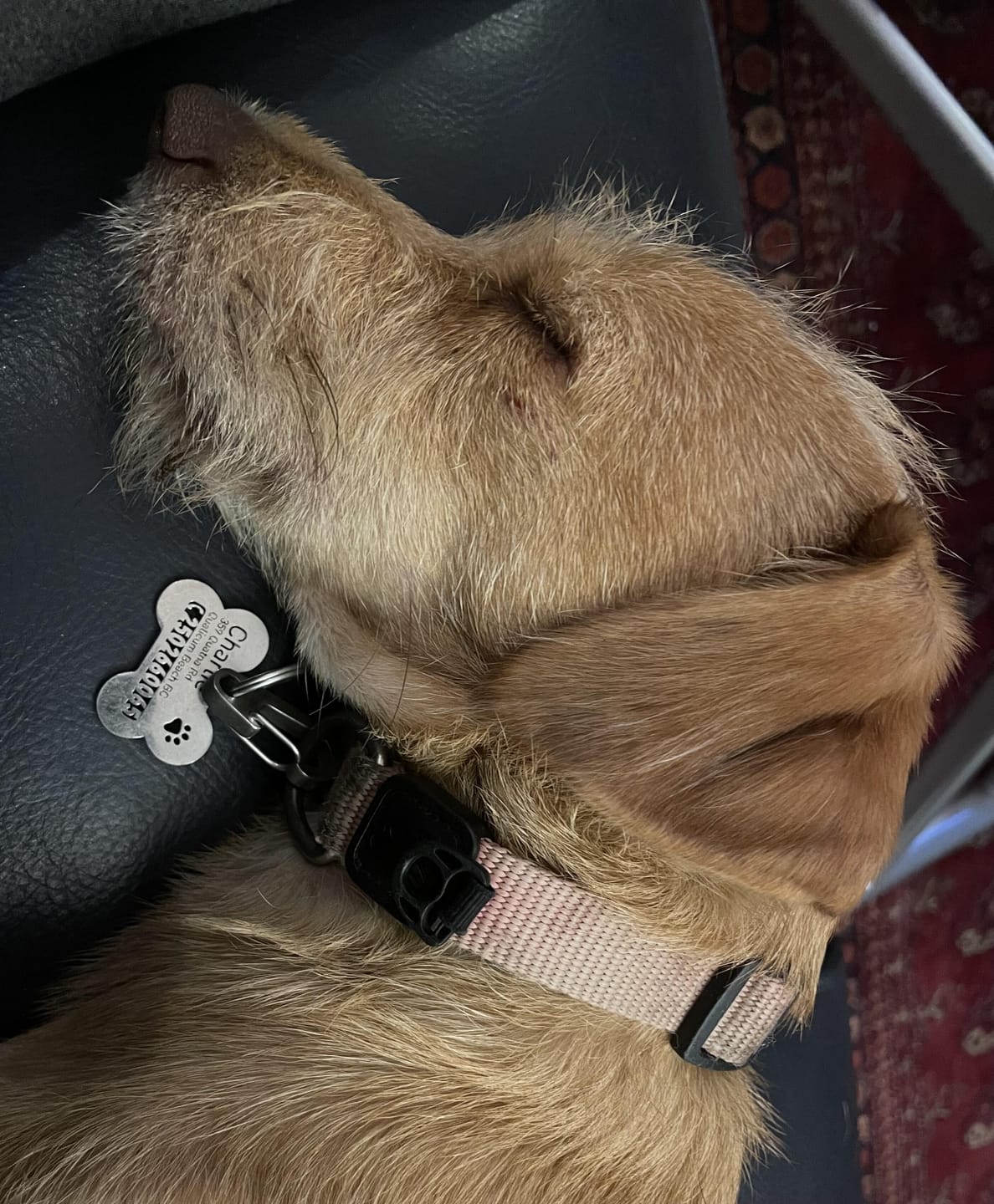 Customer photo review of Bone Dog Tag