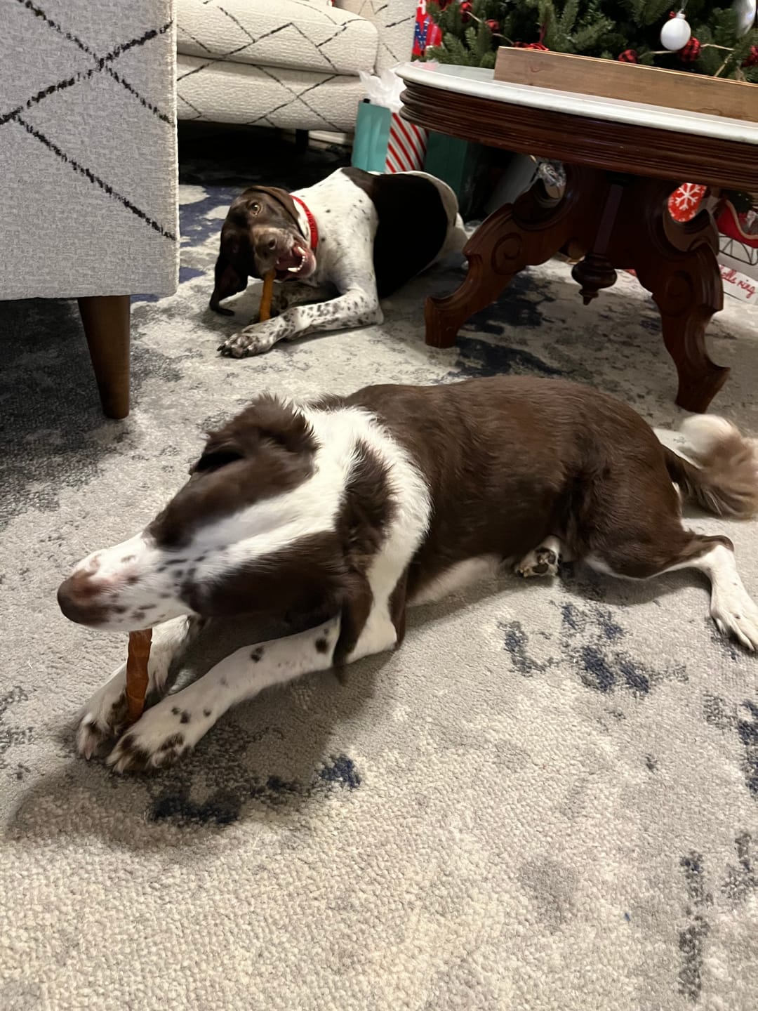 Customer photo review of 6 Inch Thick Braided Bully Stick