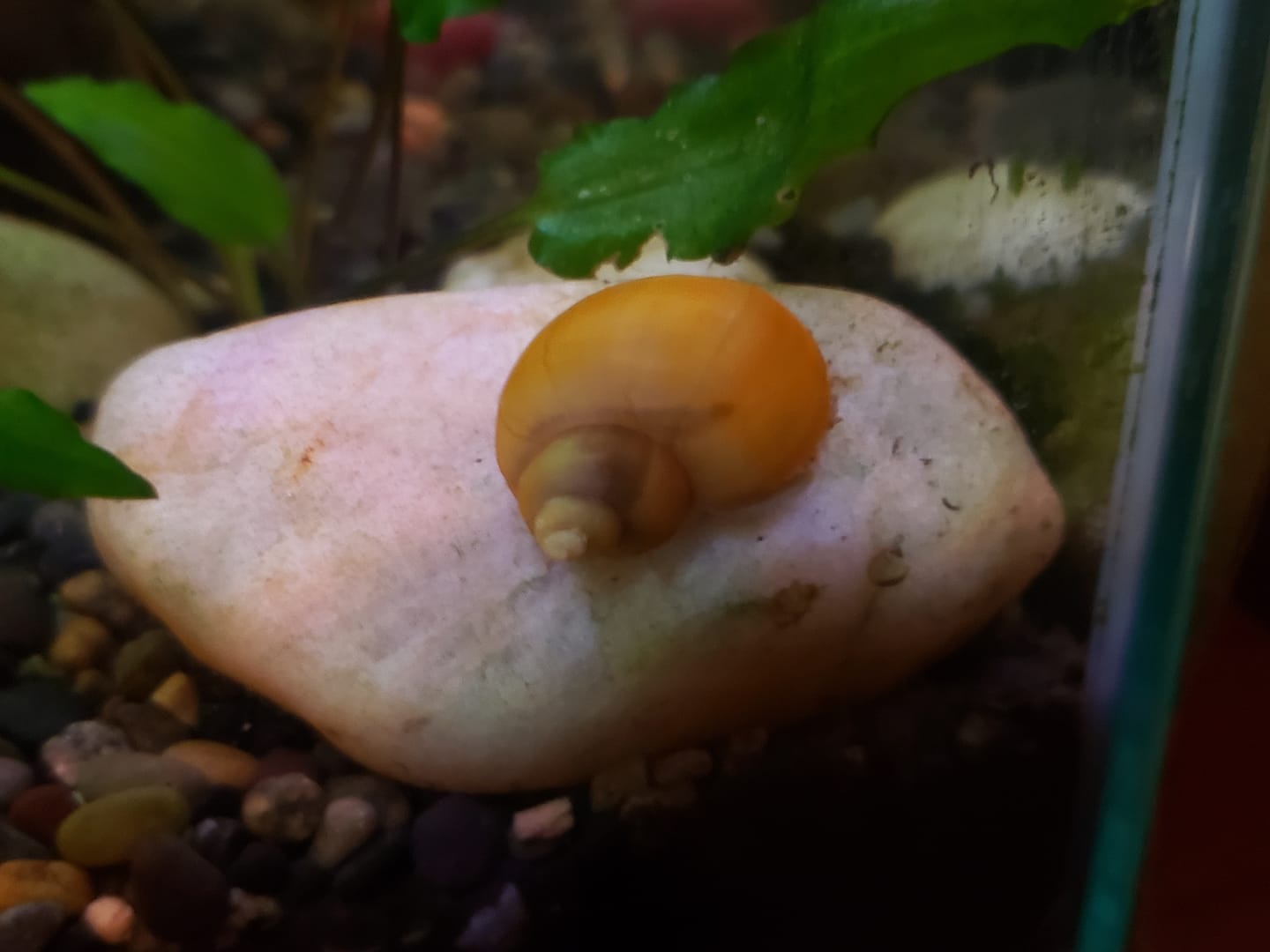 Customer photo review of Gold Mystery Snail