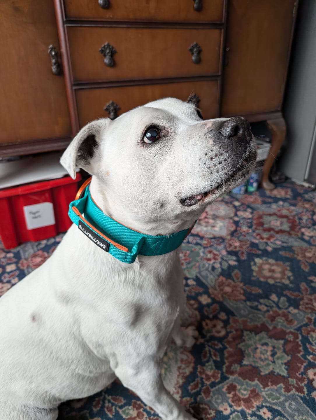 Customer photo review of 4cm LIGHTER Combat® Collar | Handle Rated Clip - Turquoise & Orange
