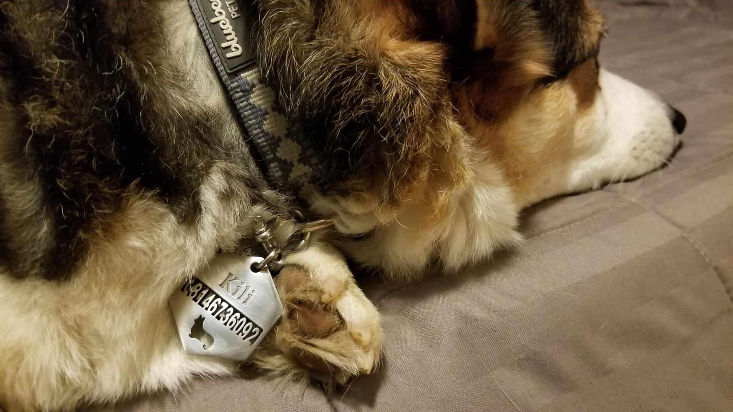 Customer photo review of Hollow-carved Dog ID Tags