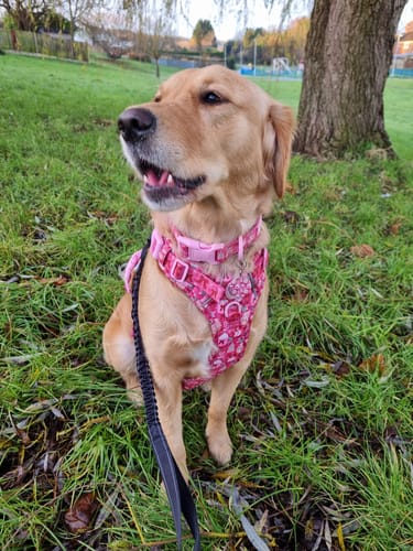 Customer photo review of Tough Trails™ Harness - Merry + Bright