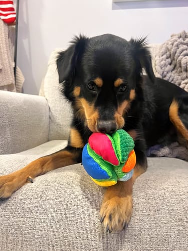 Customer photo review of Stuffies Treat Dispensing Plush Toys